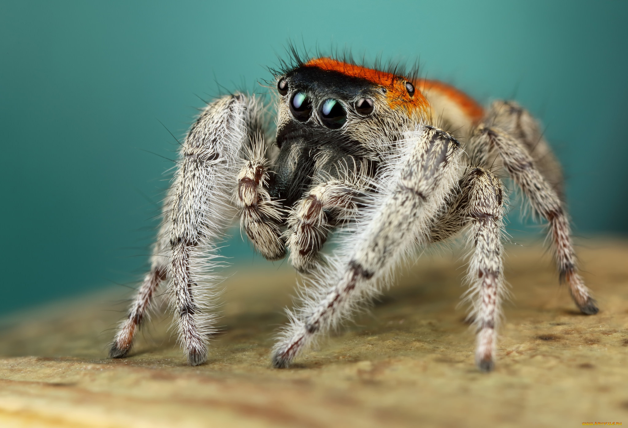 ��������, �����, ��������